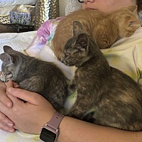 adopt a pet