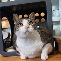 adopt a pet