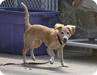 sheltie greyhound mix