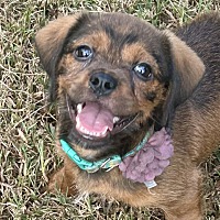 APPLE NUGGET - Dachshund / Cavalier King Charles Spaniel available for adoption