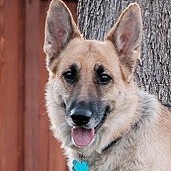 Fort Morgan, Co - German Shepherd Dog. Meet Molly A Pet For Adoption 