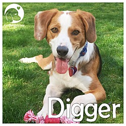 Thumbnail photo of Digger #1
