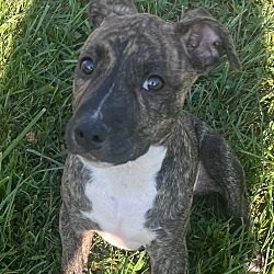 Photo of Danny (Flea Market Puppies)