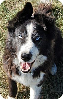 Glenrock Wy Border Collie Meet Rosie A Pet For Adoption