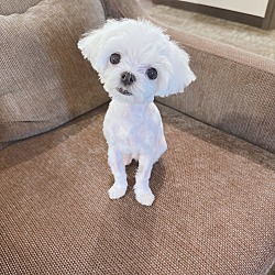 Photo of 3lb. Tiny Tim Puppy