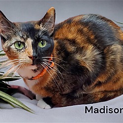 Thumbnail photo of Madison #2