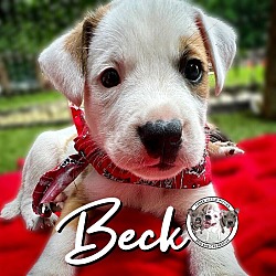 Photo of Beck Angel