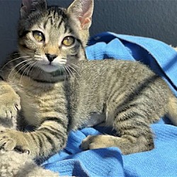 Thumbnail photo of VIPER - Top Gun kitten - Female #2