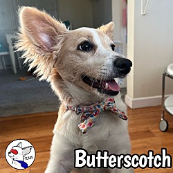 Thumbnail photo of Butterscotch #2