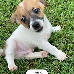 Thumbnail photo of Trek Travel #3