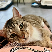 adopt a pet