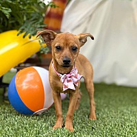adopt a pet