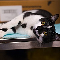 adopt a pet