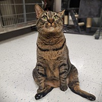 adopt-pet