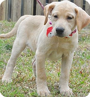 labrador jindo mix