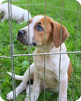 cattle hound mix