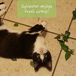 Thumbnail photo of Sylvester #4