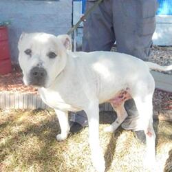 Metro Animal Shelter in Casper, Wyoming