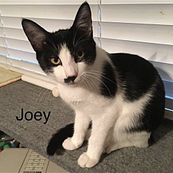 Thumbnail photo of Joey #1