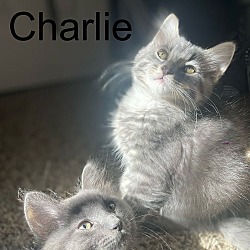 Thumbnail photo of Charlie #3