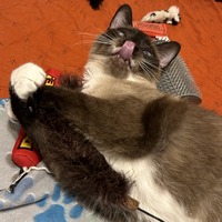 adopt a pet