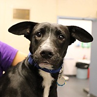adopt a pet