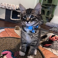 adopt a pet