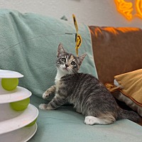 adopt a pet
