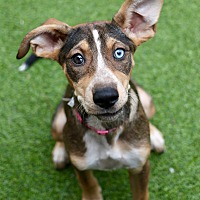 adopt a pet