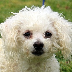 Thumbnail photo of Toby~adopted~ #2