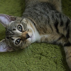 Thumbnail photo of Adopted! Harper #1