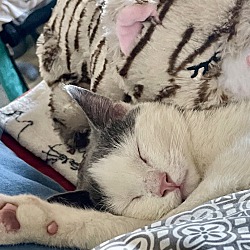Photo of Goose