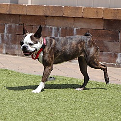 Photo of Stella