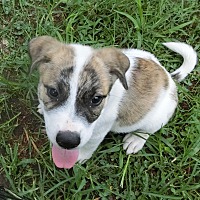Adopt - Companion Pet Rescue