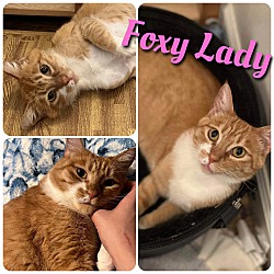 Photo of Foxy Lady