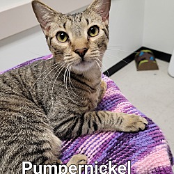 Photo of Pumpernickel