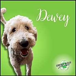 Photo of Dewey