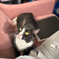 adopt a pet