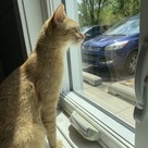 Adopt A Pet :: Two-Step - South Haven, MI