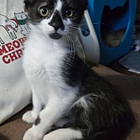 adopt a pet