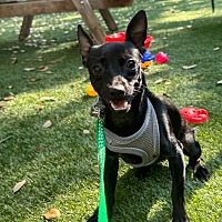 adopt-pet
