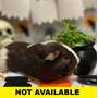 ACORN - Guinea Pig available for adoption