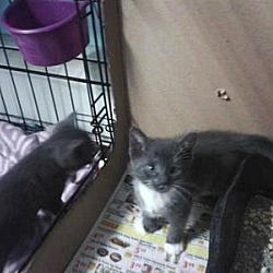 Thumbnail photo of Russian Blue kittens and mom #2