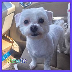 Thumbnail photo of Stewie #2