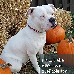 Thumbnail photo of Hibiscus AKA Biscuit #1