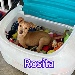 Thumbnail photo of Rosita #2