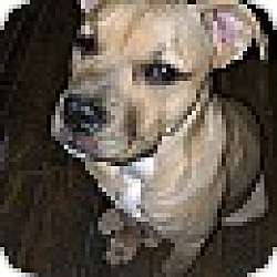 Photo of Choco