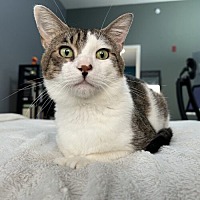 adopt a pet