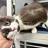 adopt a pet