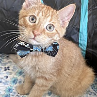 adopt a pet